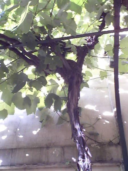Sombras de verano en degradé<br> autor:@autor