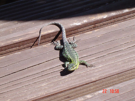 Lagartija de Pucón <br>autor: @autor 