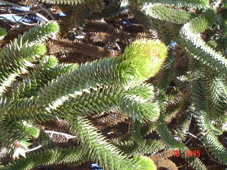 Pehuén hembra <br>autor: @autor 