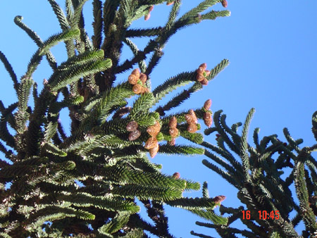 Pehuén macho <br>autor: @autor 