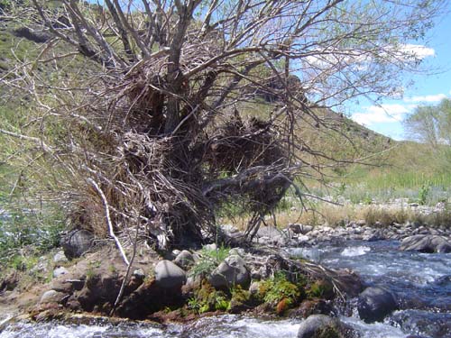 Confluencia de los ríos Ñireco y Rilileuvu<br>autor