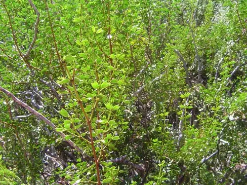 Identificando la vegetación de la zona